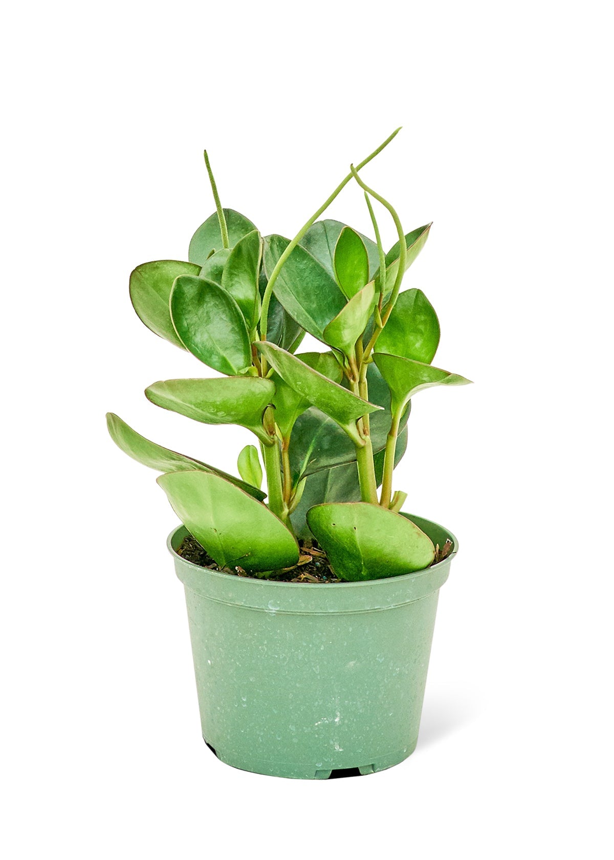 Baby Rubber Plant, Medium - Jaazi Intl