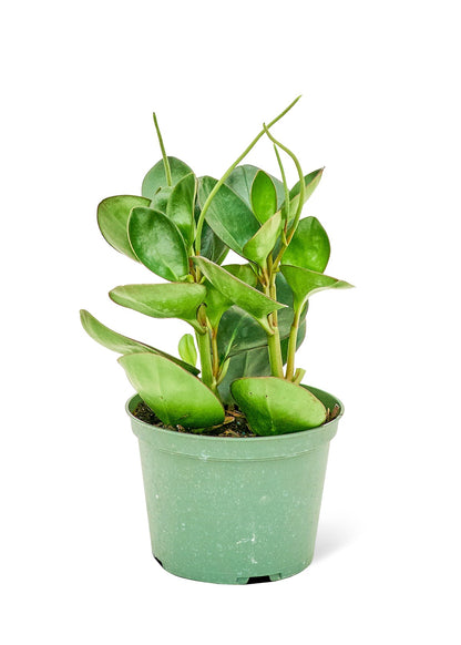 Baby Rubber Plant, Medium - Jaazi Intl