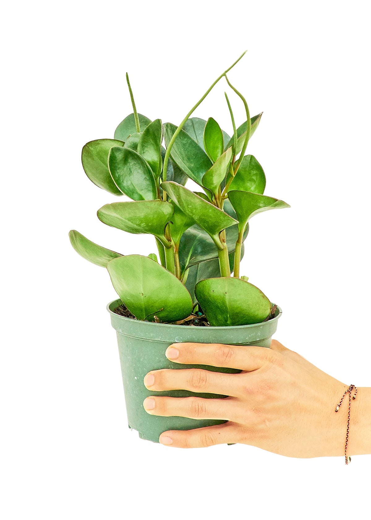 Baby Rubber Plant, Medium - Jaazi Intl