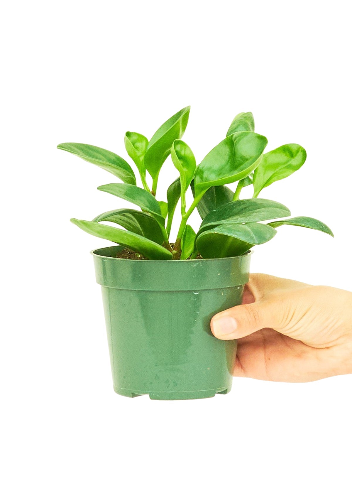 Baby Rubber Plant, Small - Jaazi Intl