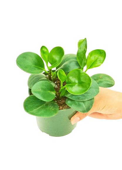 Baby Rubber Plant, Small - Jaazi Intl