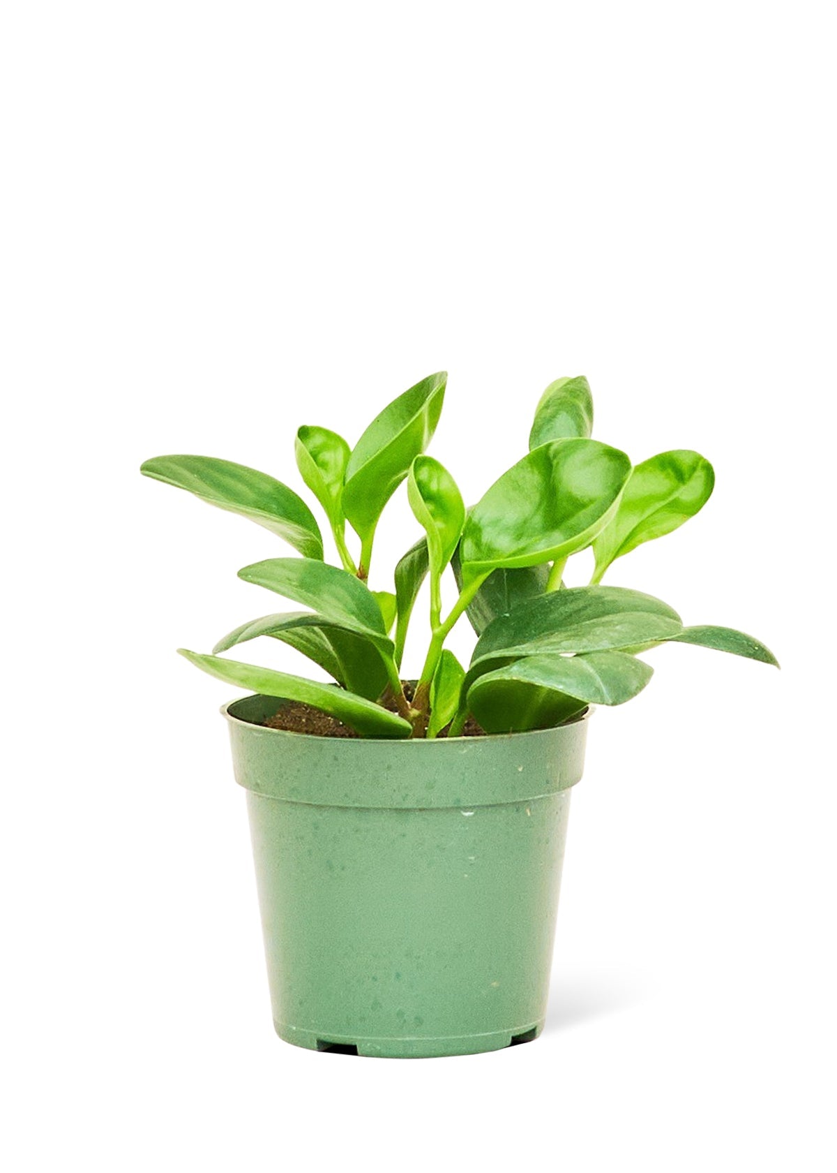 Baby Rubber Plant, Small - Jaazi Intl