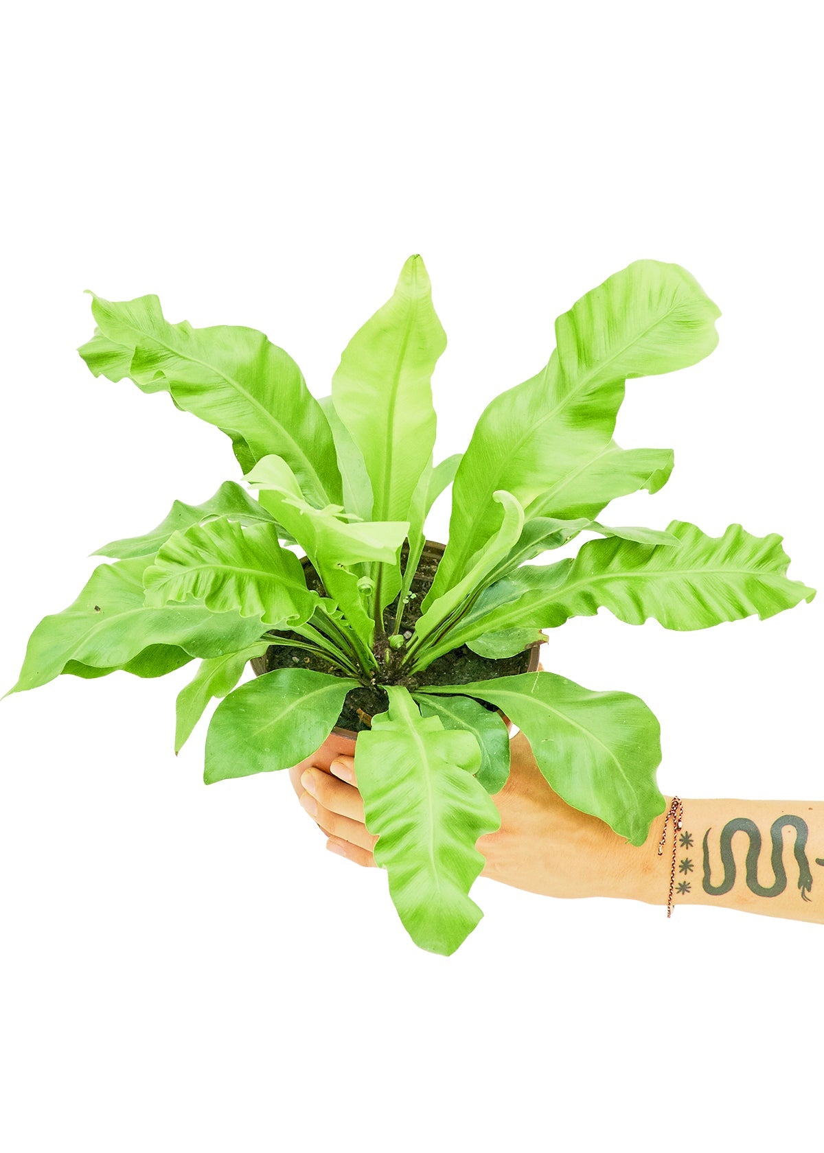 Bird's Nest Fern, Medium - Jaazi Intl