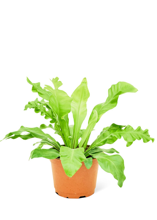 Bird's Nest Fern, Medium - Jaazi Intl