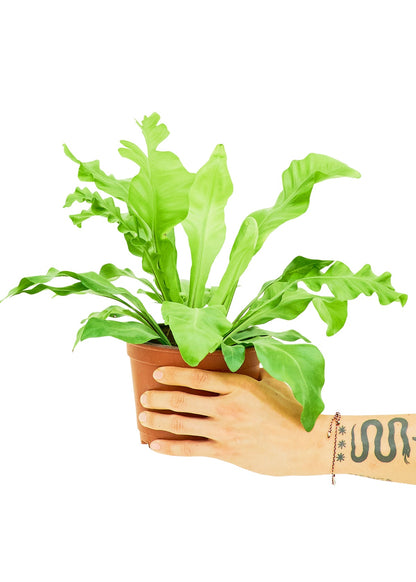 Bird's Nest Fern, Medium - Jaazi Intl