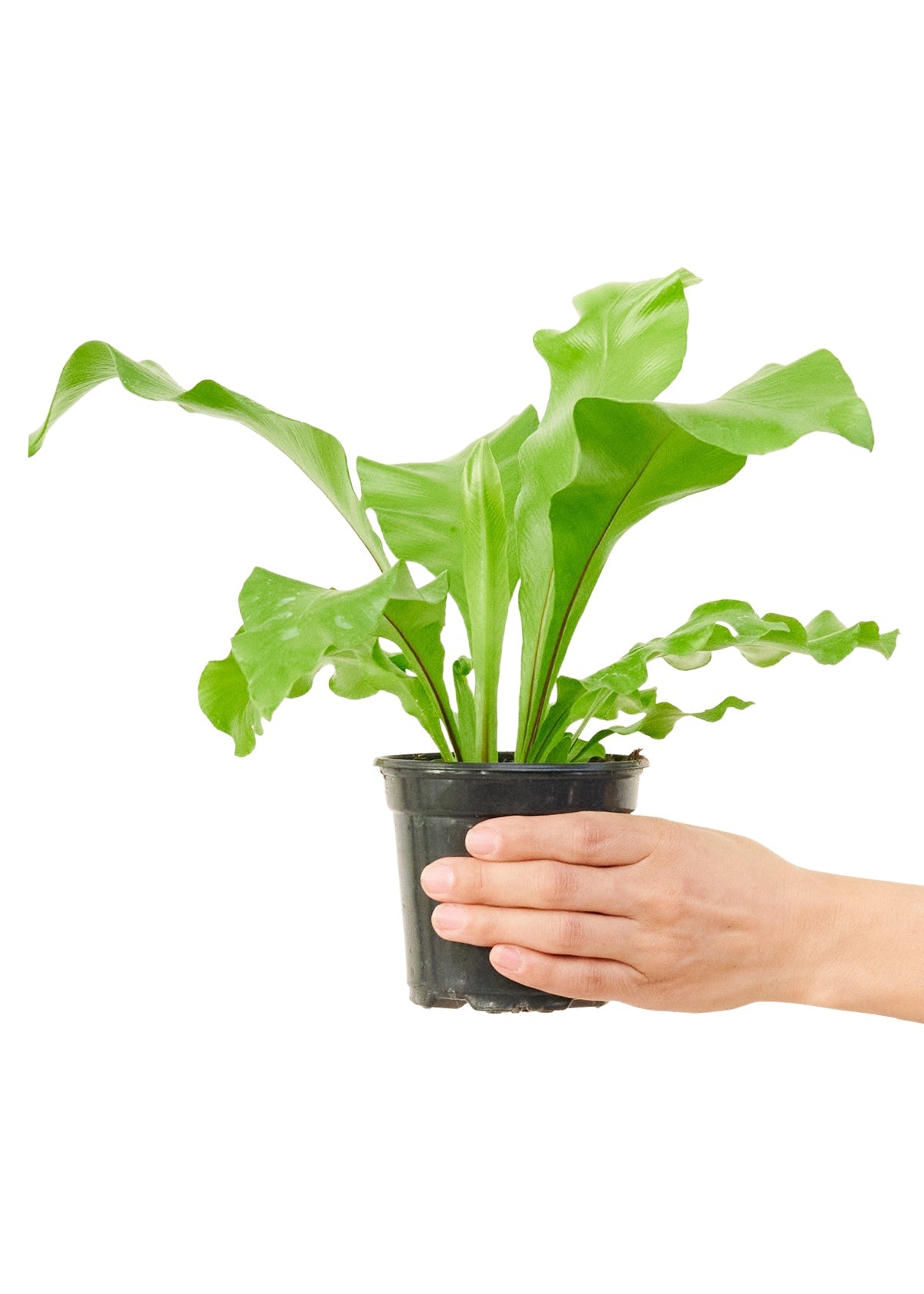 Bird's Nest Fern, Small - Jaazi Intl