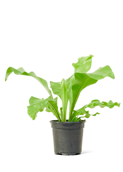 Bird's Nest Fern, Small - Jaazi Intl