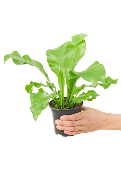 Bird's Nest Fern, Small - Jaazi Intl