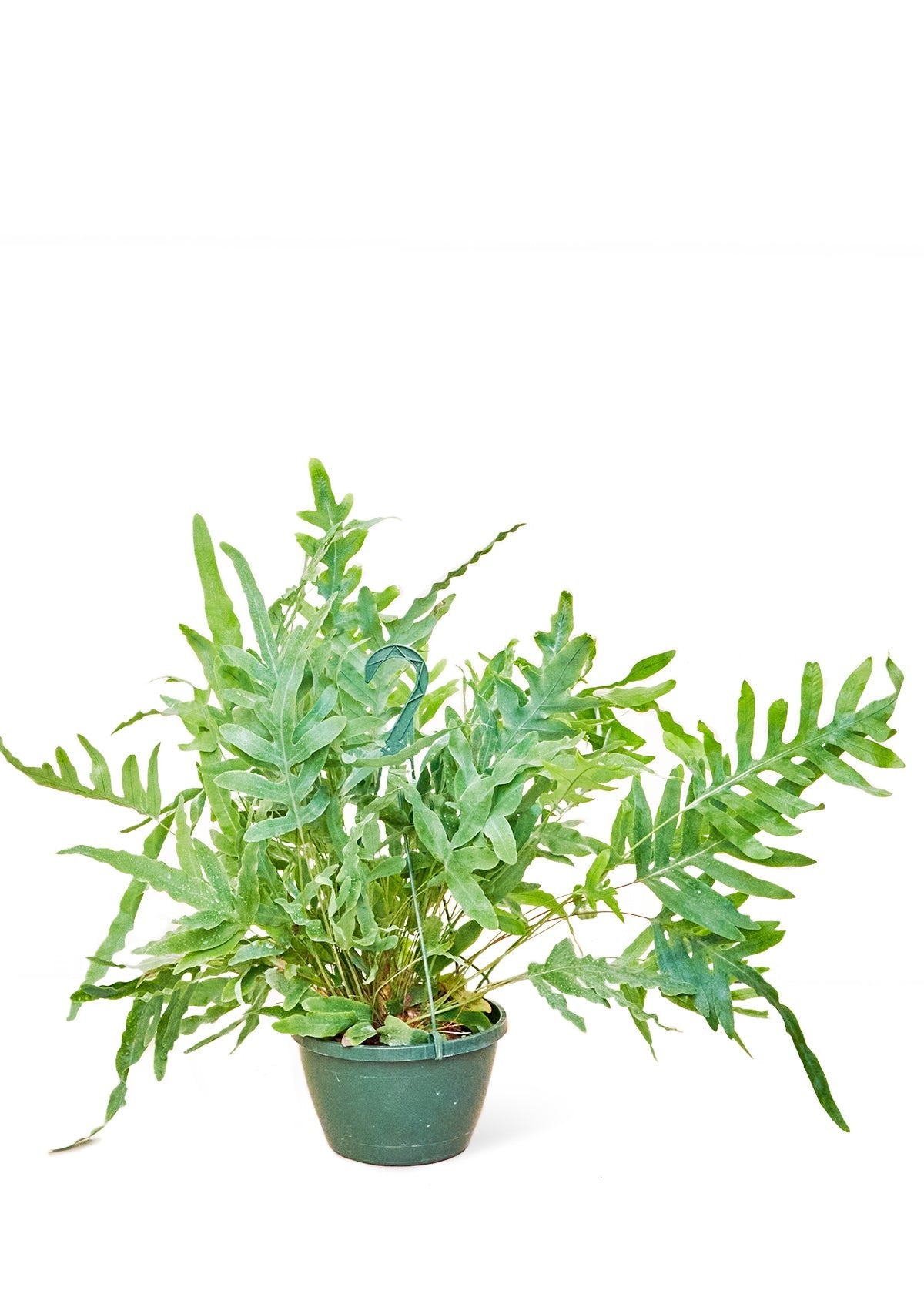 Blue Star Fern, Large - Jaazi Intl