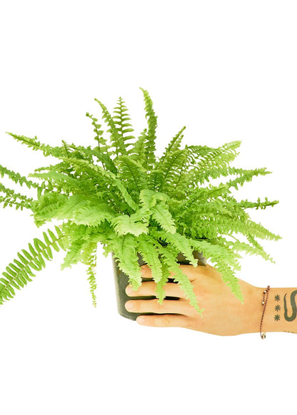 Boston Fern, Medium - Jaazi Intl