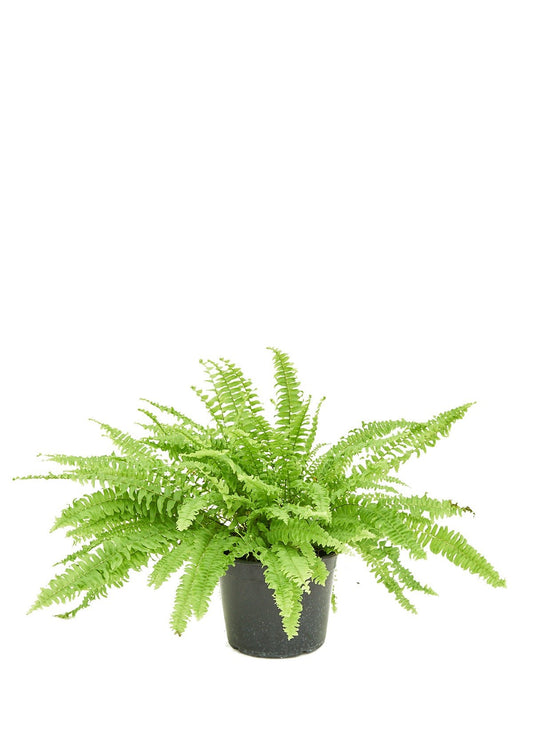 Boston Fern, Medium - Jaazi Intl