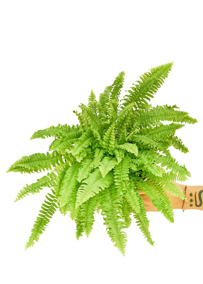 Boston Fern, Medium - Jaazi Intl