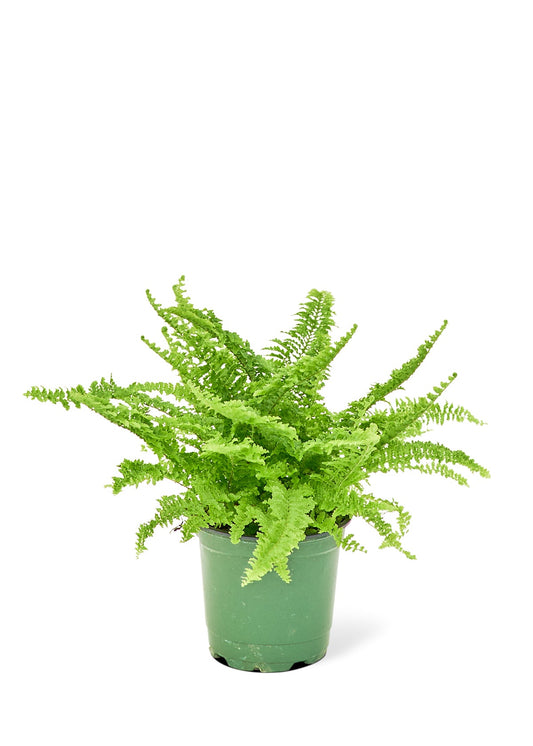 Boston Fern, Small - Jaazi Intl