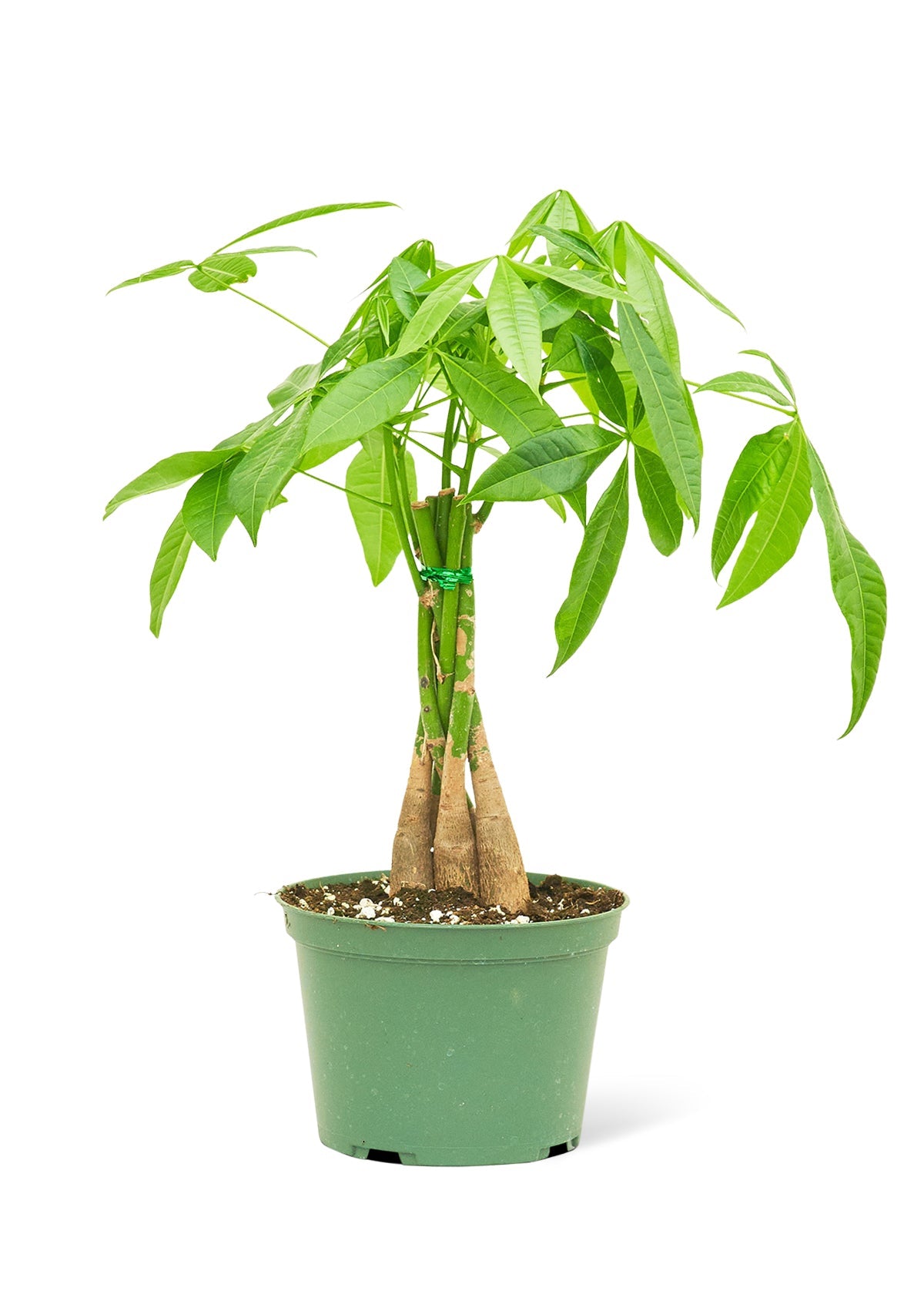 Braided Money Tree, Medium - Jaazi Intl