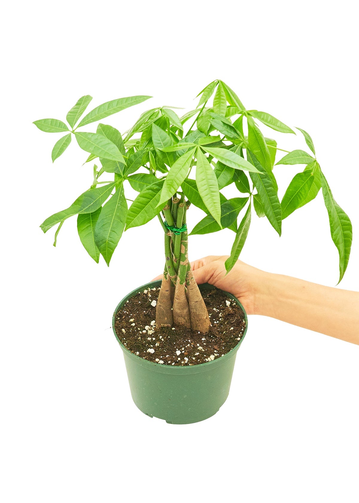 Braided Money Tree, Medium - Jaazi Intl