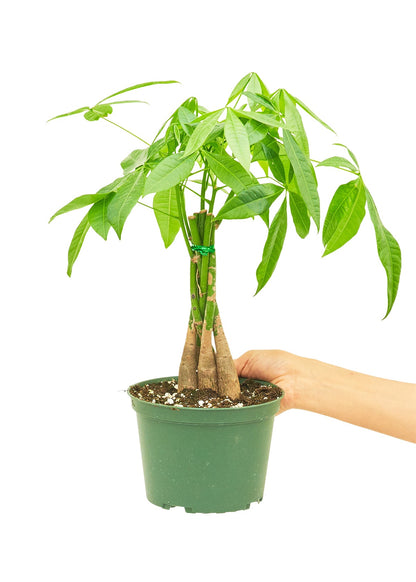 Braided Money Tree, Medium - Jaazi Intl