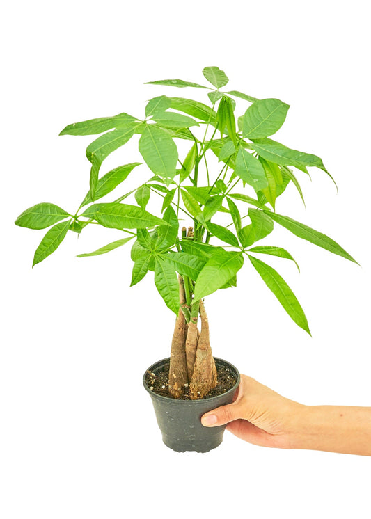 Braided Money Tree, Small - Jaazi Intl