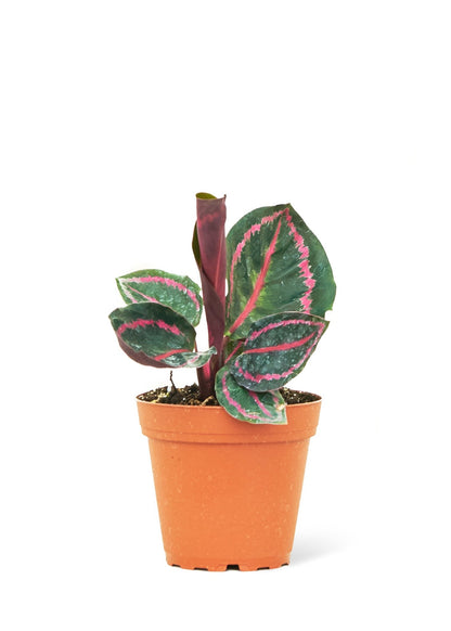 Calathea 'Dottie', Small - Jaazi Intl