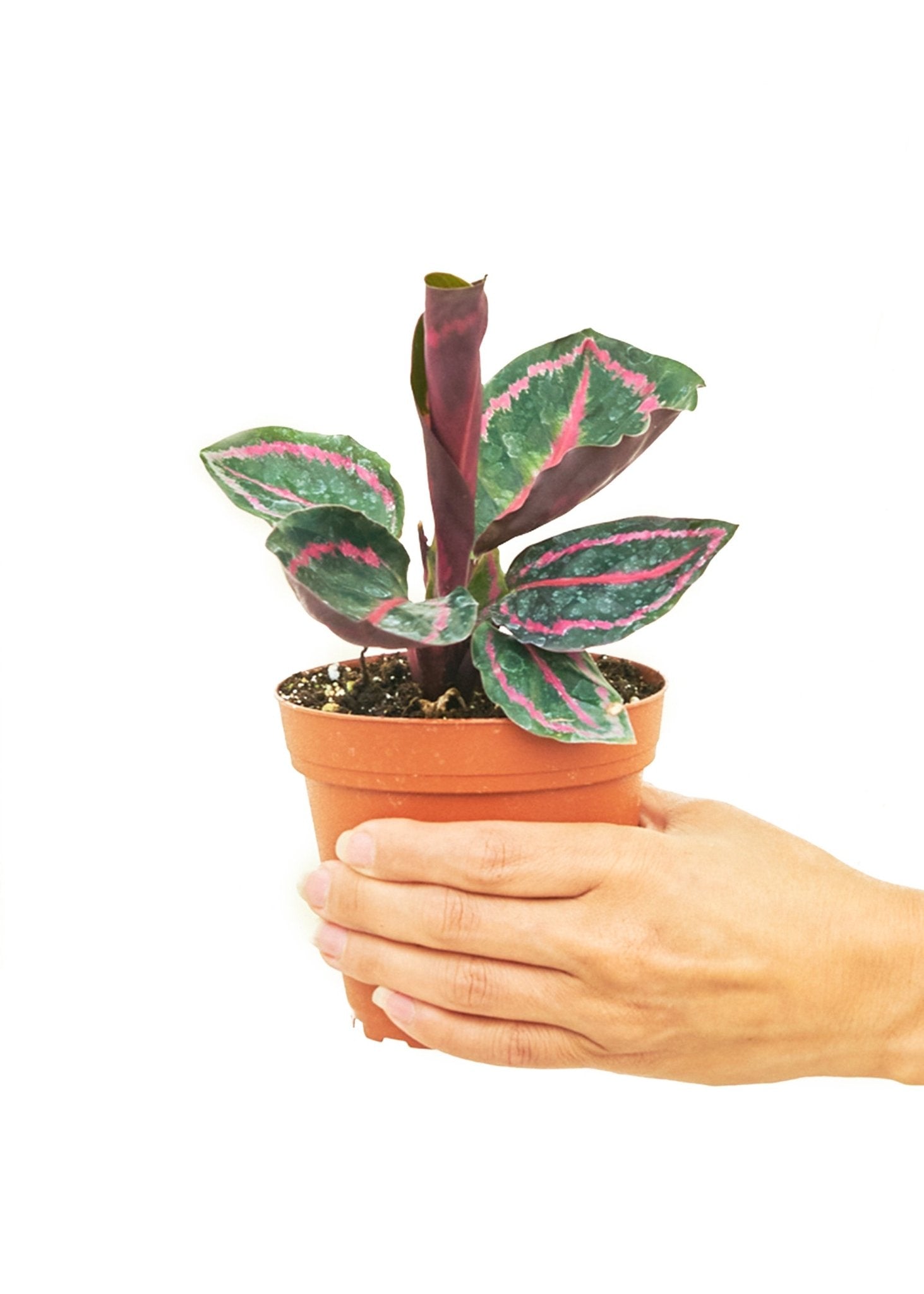 Calathea 'Dottie', Small - Jaazi Intl