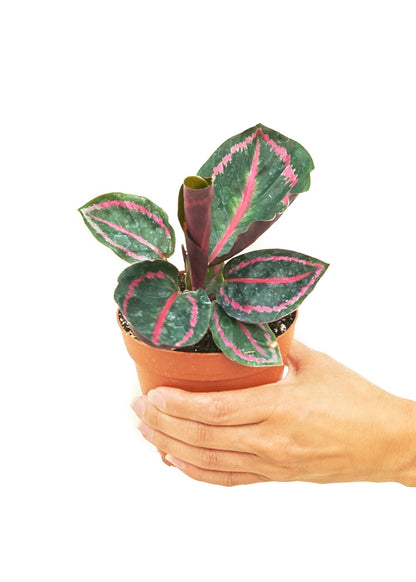 Calathea 'Dottie', Small - Jaazi Intl