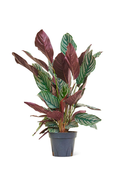 Calathea 'Pinstripe', Large - Jaazi Intl