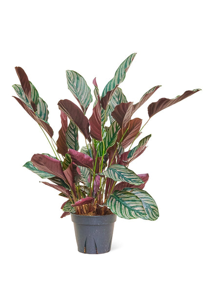 Calathea 'Pinstripe', Large - Jaazi Intl