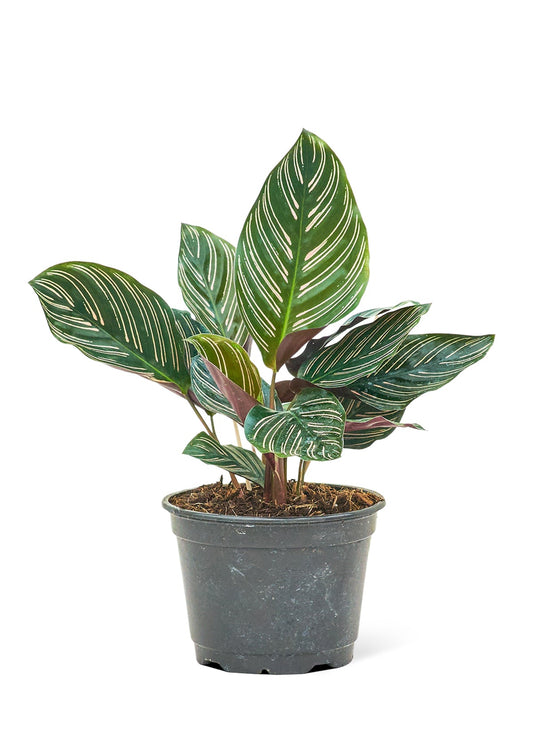 Calathea 'Pinstripe', Medium - Jaazi Intl