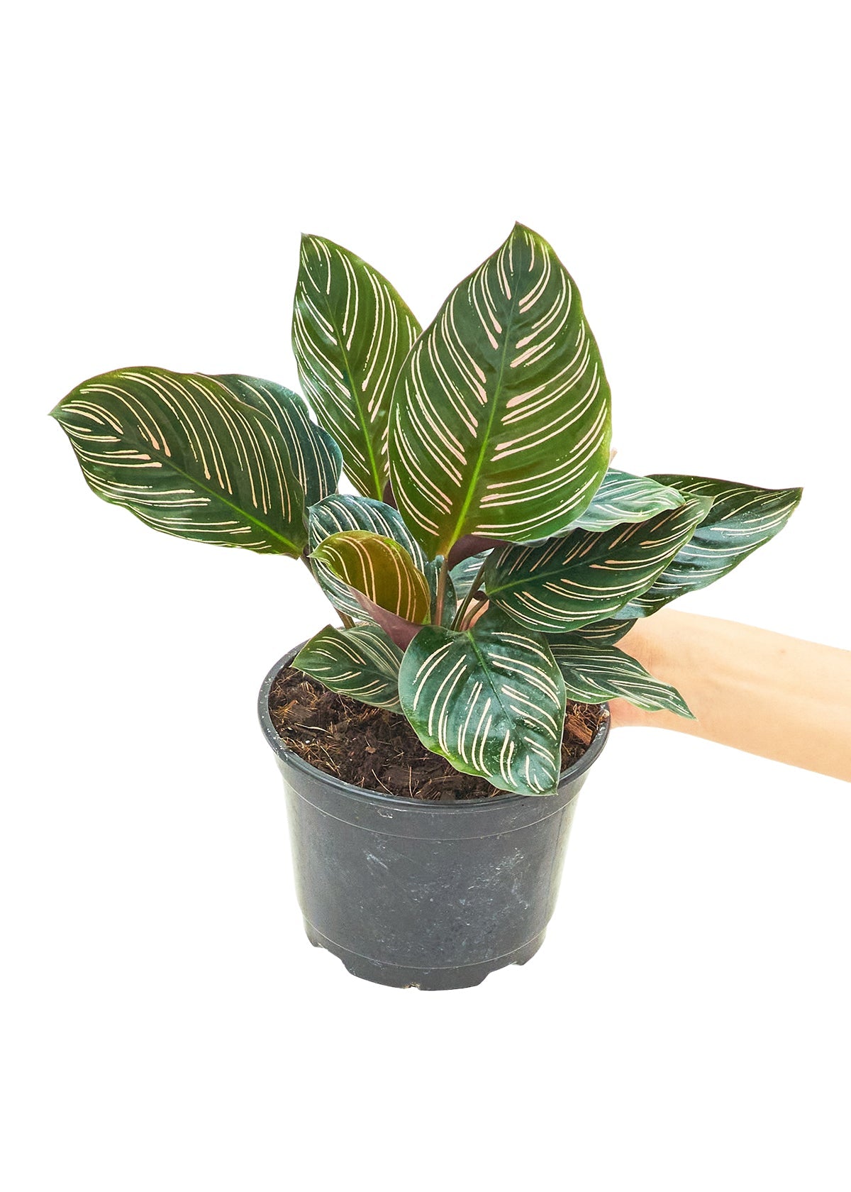 Calathea 'Pinstripe', Medium - Jaazi Intl