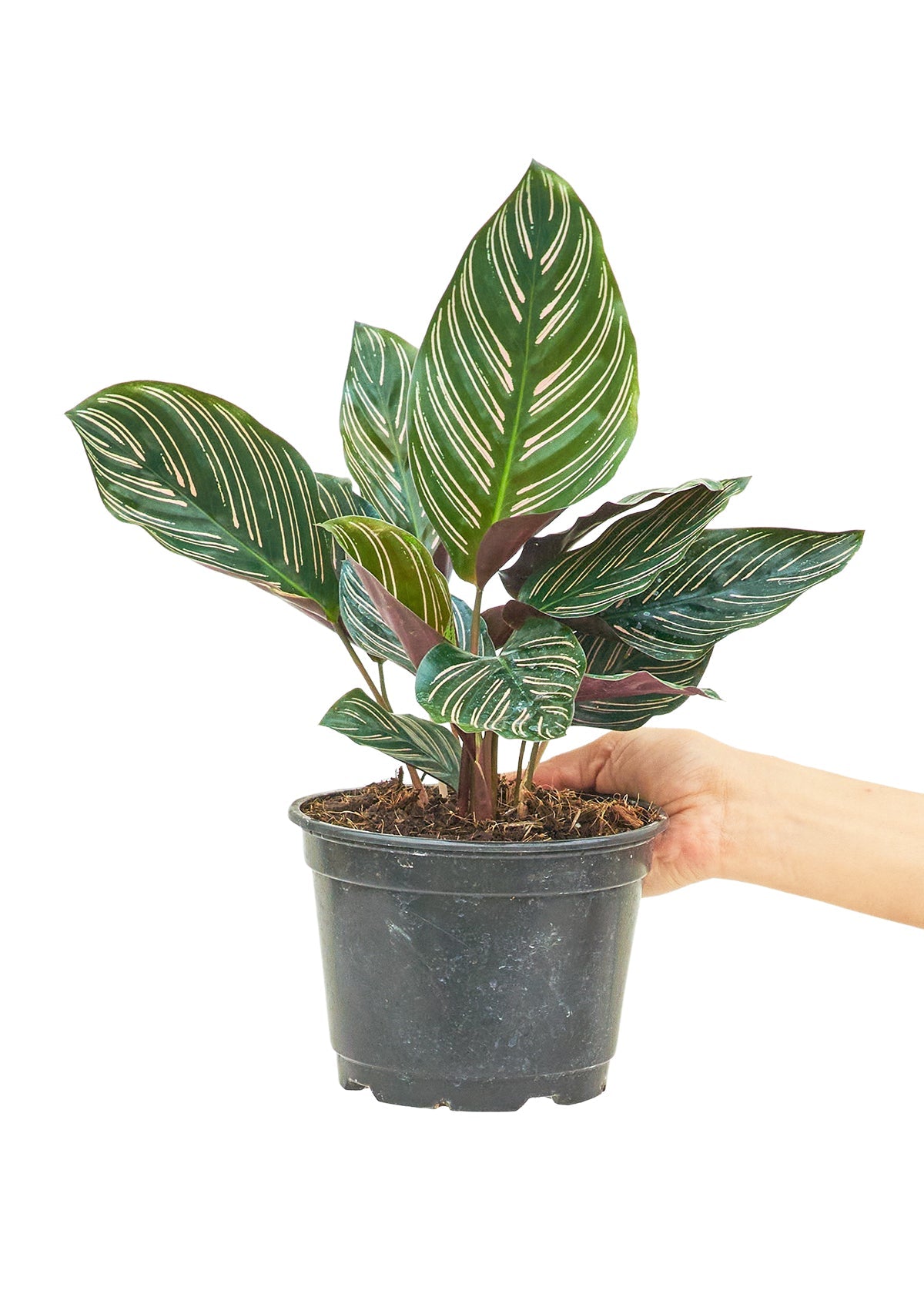 Calathea 'Pinstripe', Medium - Jaazi Intl