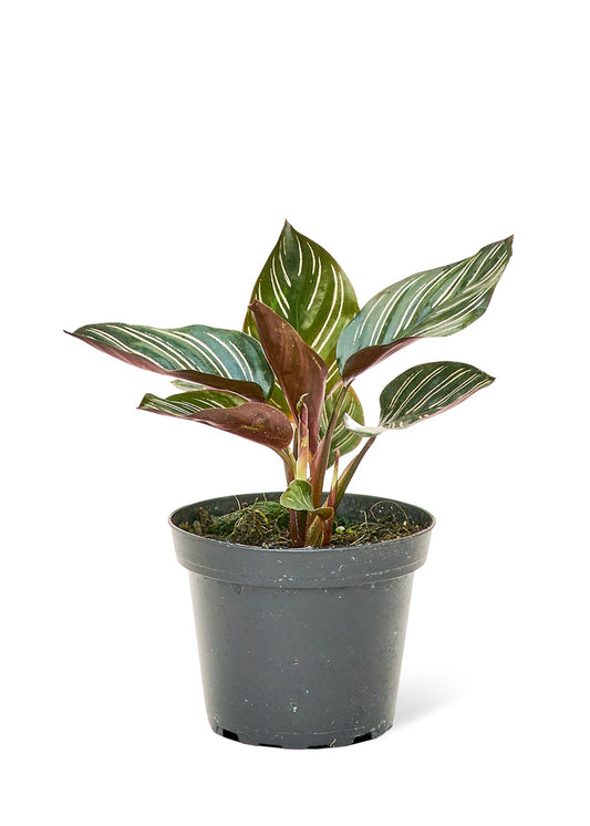 Calathea 'Pinstripe', Small - Jaazi Intl