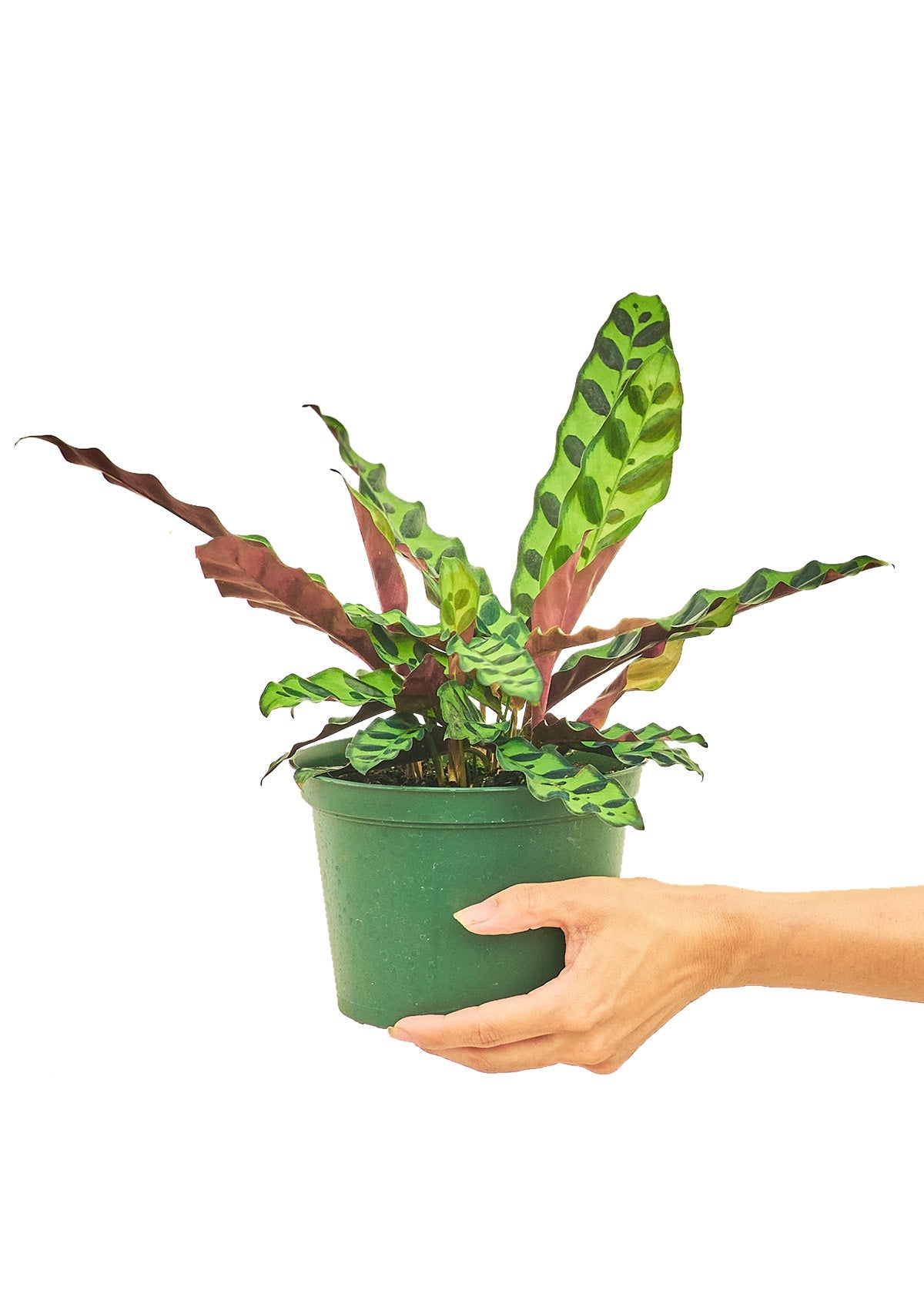 Calathea 'Rattlesnake', Medium - Jaazi Intl