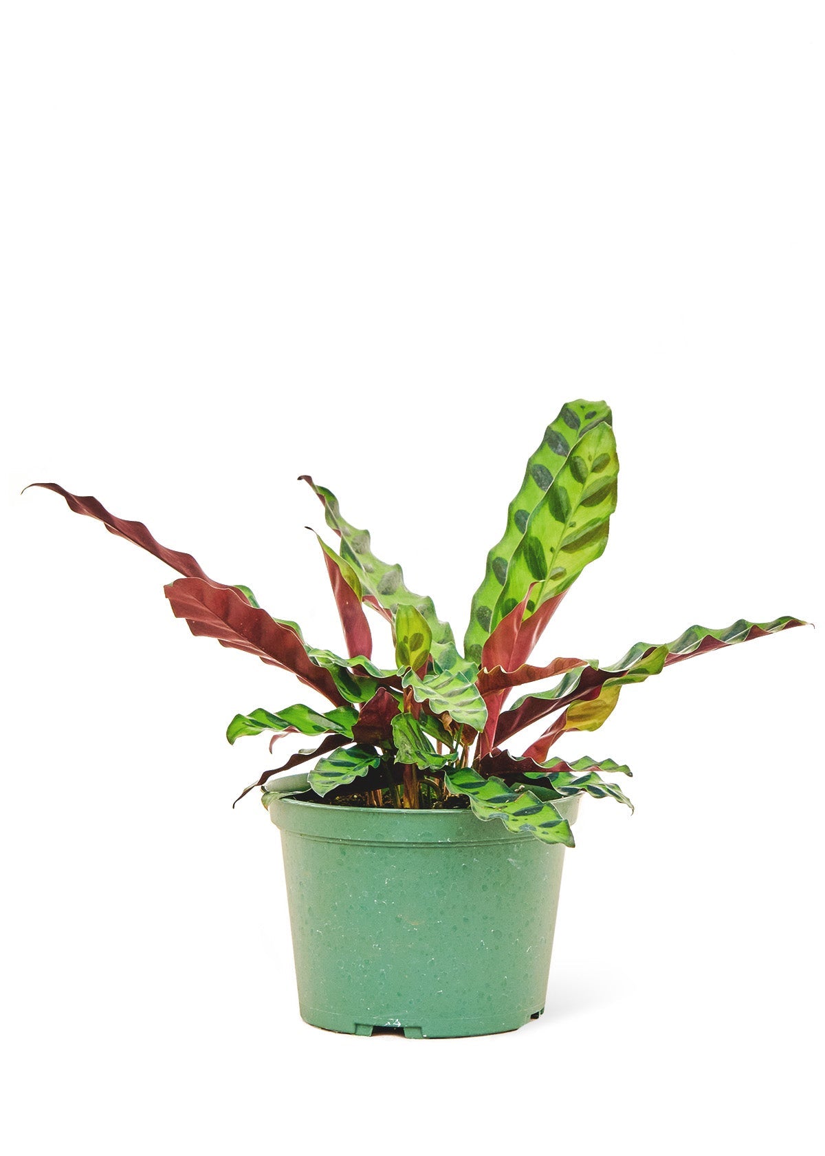 Calathea 'Rattlesnake', Medium - Jaazi Intl