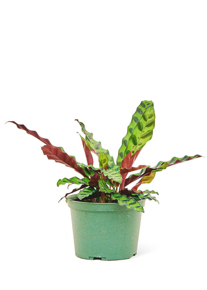 Calathea 'Rattlesnake', Medium - Jaazi Intl