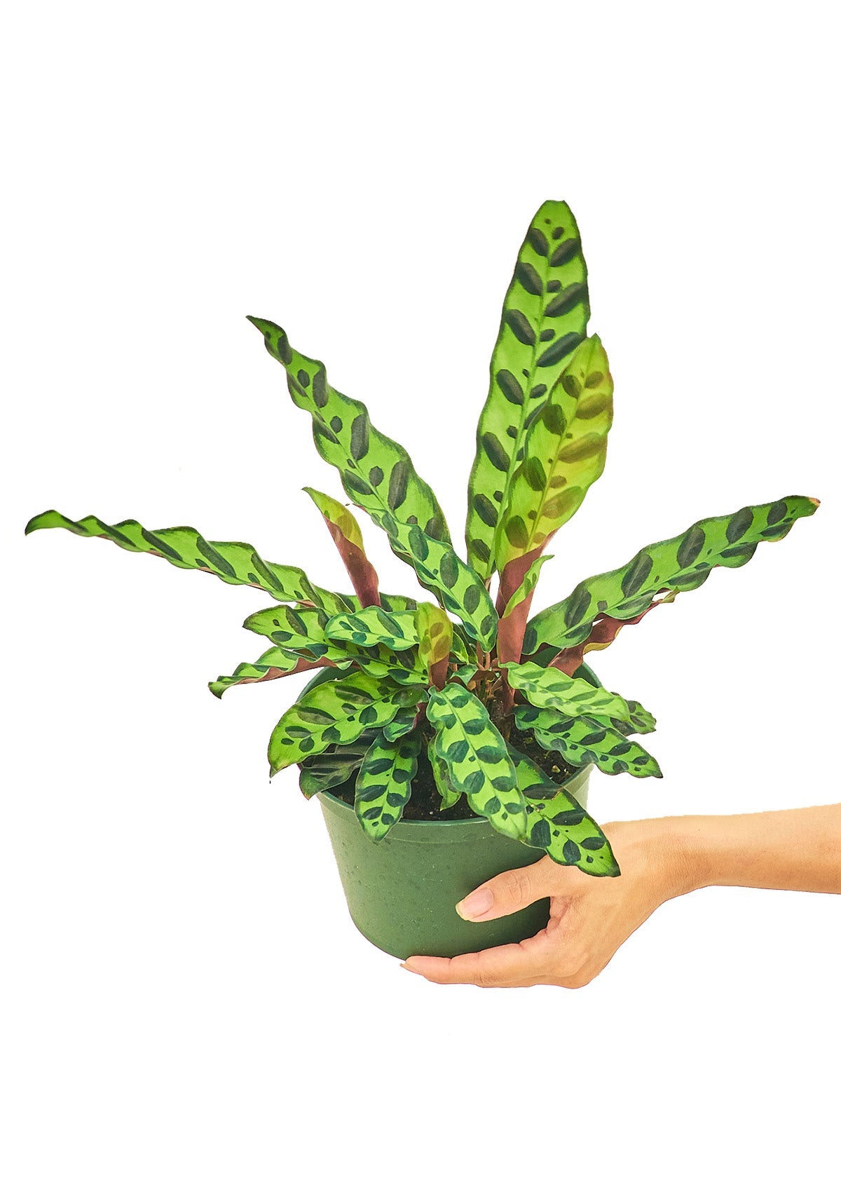 Calathea 'Rattlesnake', Medium - Jaazi Intl