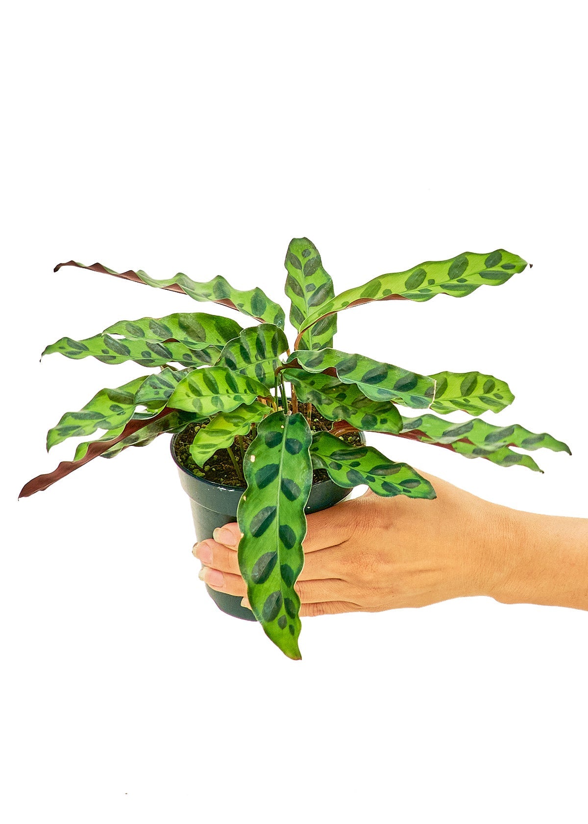 Calathea 'Rattlesnake', Small - Jaazi Intl